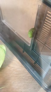 アゲハ蝶のあおむしが糸を張る