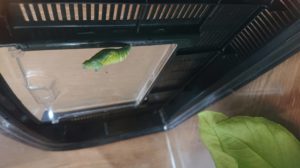 天井につくアオムシ