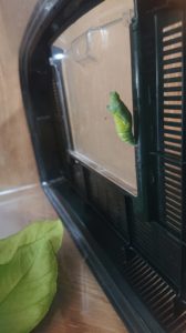 アゲハ蝶の緑色のさなぎ