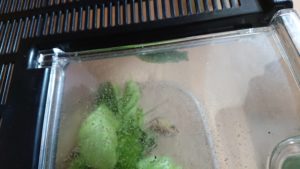 ふたの裏のあおむし