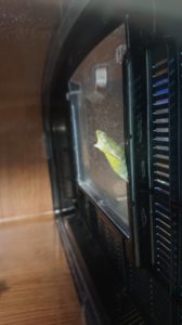 さなぎの変化