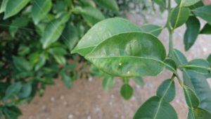 アゲハ蝶の未授精卵