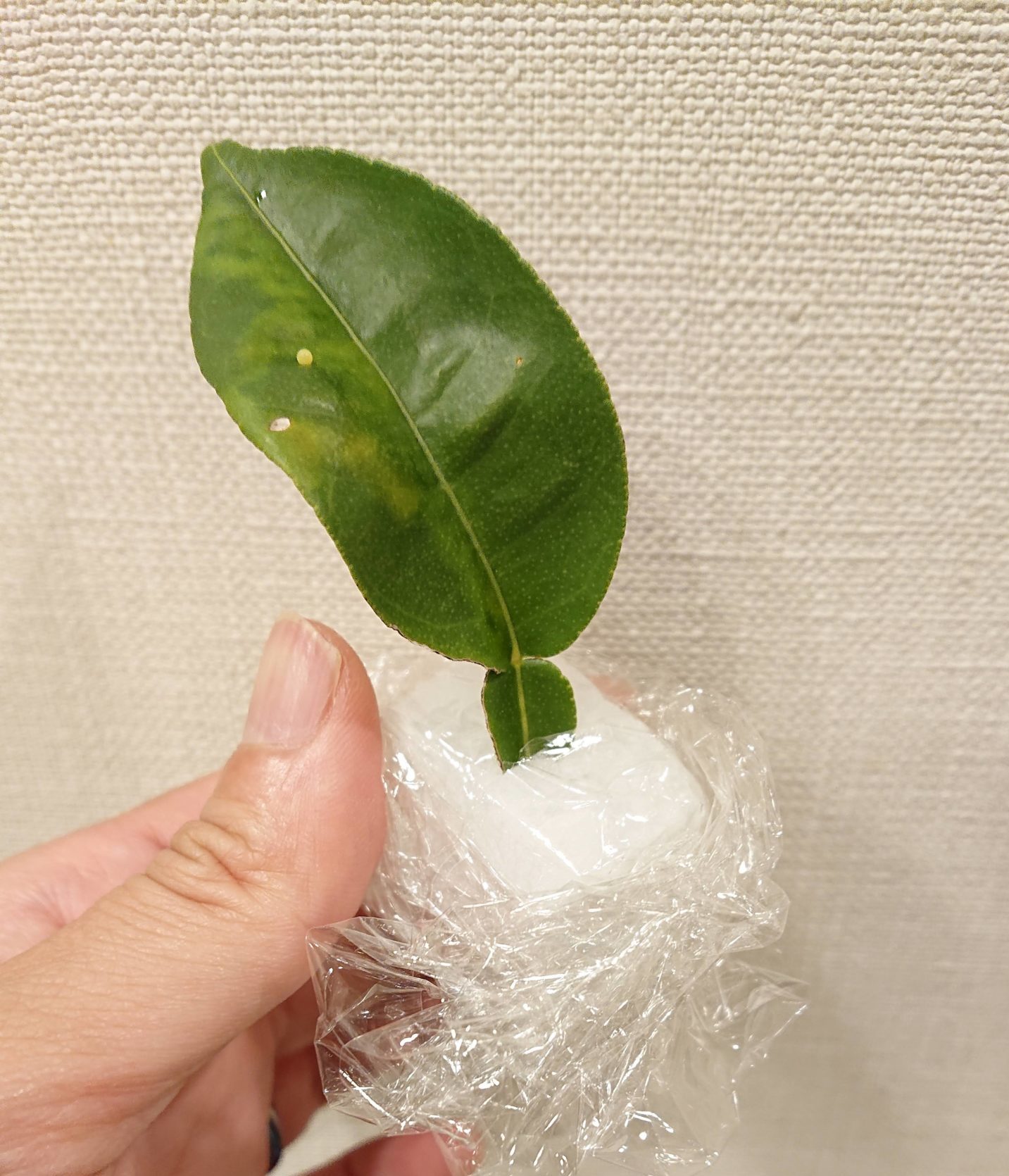 虫エサ用】5日間、葉っぱを枯らさない方法！｜自由研究Lab.（ラボ）