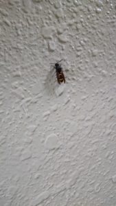 夜のマンションのハチ