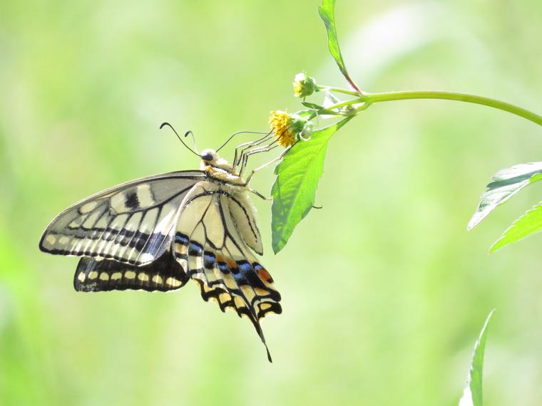 アゲハ蝶の幼虫の餌 ；スダチの葉