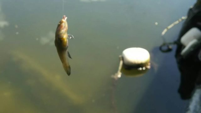 ハゼ釣った