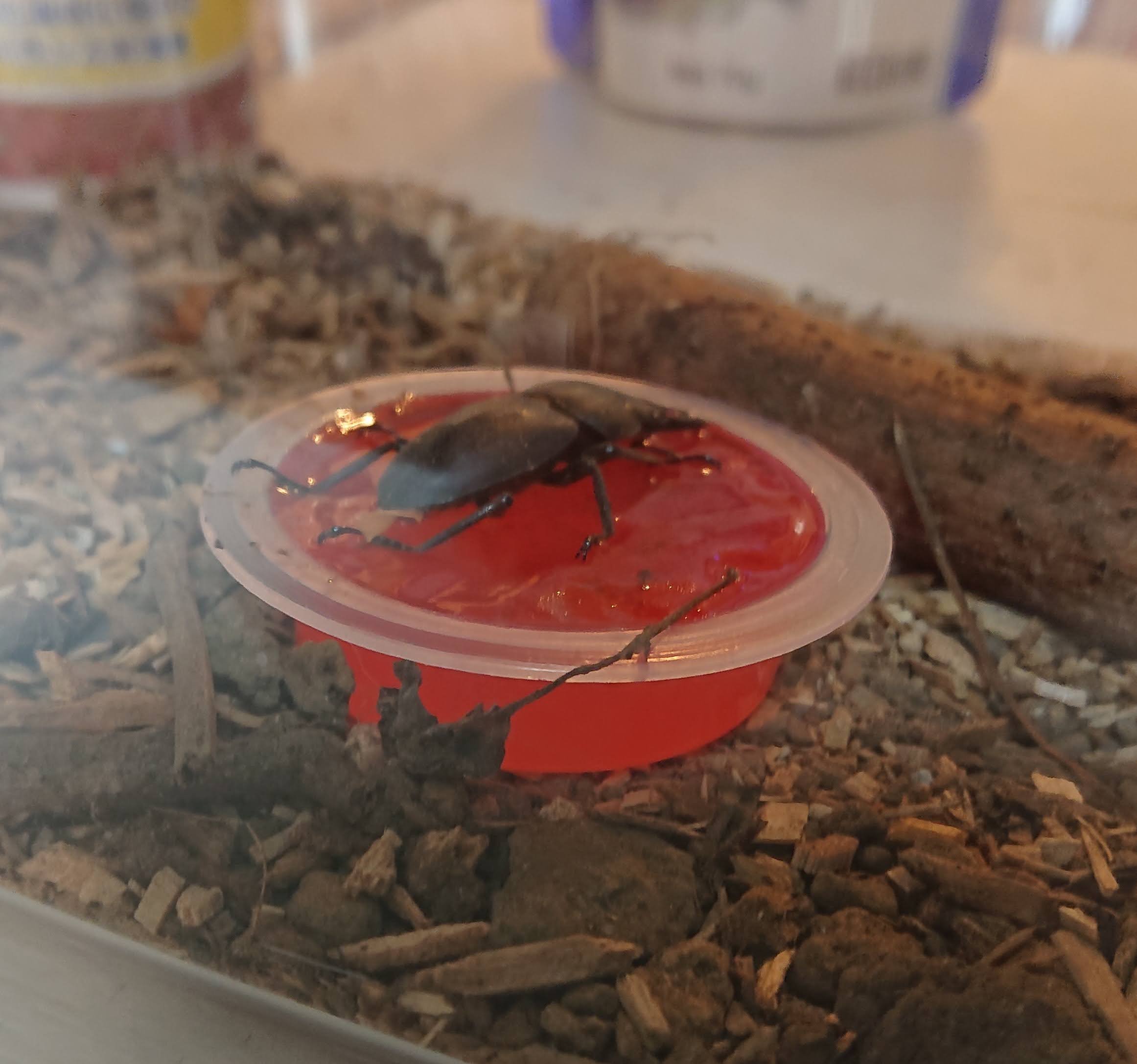 自由研究 毛細管現象ってなに 具体例と実験 工作テーマをご紹介 自由研究lab ラボ