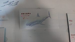 あぶないいきもの(サメ)