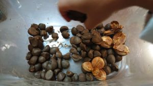 ４歳から 公園の椿で椿油を作ってみよう 自由研究lab ラボ