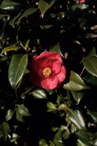 椿の花