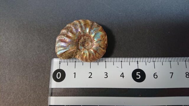 【100均素材】レジンとおゆまるで化石レプリカ！型どり方法＆作品例｜自由研究Lab.（ラボ）