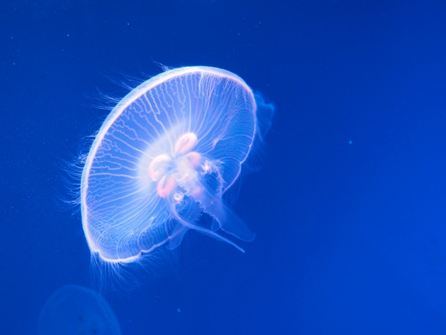 小学生 水族館で自由研究 工作とまとめ方を具体的に紹介 自由研究lab 自由研究ラボ