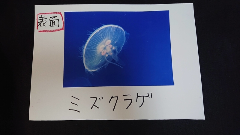 小学生 水族館で自由研究 工作とまとめ方を具体的に紹介 自由研究lab ラボ