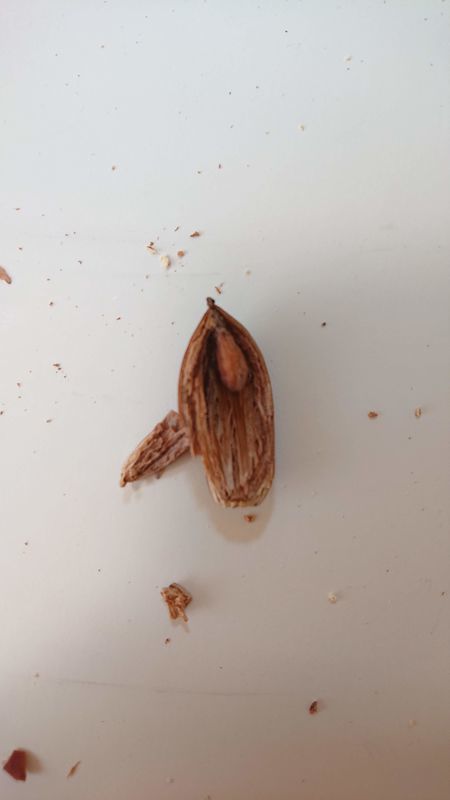 f:id:ziyukenkyu_Lab:20200715172056j:plain